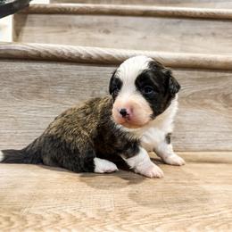 Cash (Fluffy) - Brindle and white male American Corgi puppy in Pahrump, Nevada from Desert Sunset Corgis
