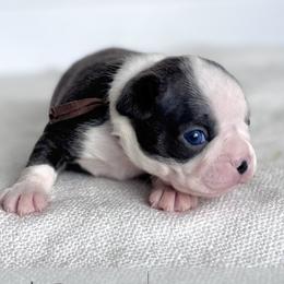 Eveee - Blue female Boston Terrier puppy in West Jefferson, Ohio from Kline Kennels