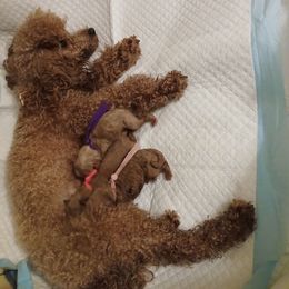 Poodle puppies from Faithful Hearts Kennel