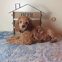 Reginald Majestic Embrace Medium Import Line - Apricot male Poodle puppy in Licking, Missouri from Majestic Embrace Poodles