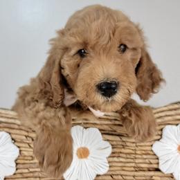 Angelina - Red  female Goldendoodle puppy in Temecula, California from Oodles O'Doodles