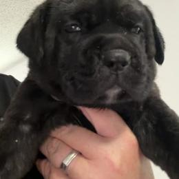 Cane Corso Puppies from CANE CORSO DI DROGHEDA