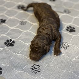 Mocha - Brown and white female Aussiedoodle puppy in High Point, North Carolina from Kingsfield Doodles