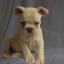 Queen - Cream female French Bulldog puppy in Columbus, Ohio from Northgate Frenchies