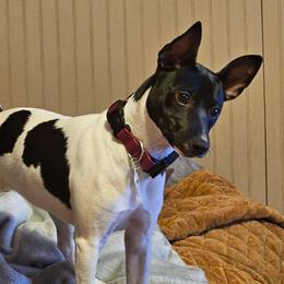 Freyja - Rat Terrier