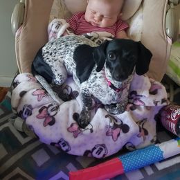 Karma  - Dachshund
