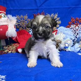 Be My Valentine - Gold sable male Havanese puppy in Vinita, Oklahoma from Locust Creek Shih Tzu & Havanese