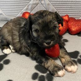 Blue Collar - Male - Black and silver male Miniature Schnauzer puppy in Robstown, Texas from Alves Miniature Schnauzers