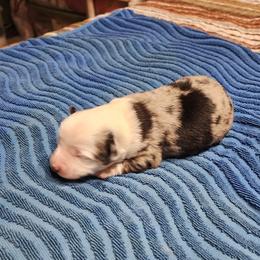 Donald - Blue merle male Toy Australian Shepherd puppy in Ocala, Florida from Crazy Aussie Chaos