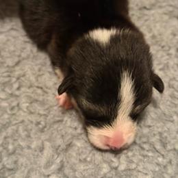 Red - Black and tan male Pembroke Welsh Corgi puppy in Wheatland, California from Emerald Corgis
