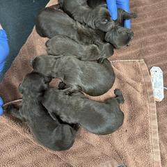 Girl 3 - Boykin Spaniel puppy from Red River Boykin Spaniels