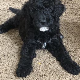 Goldendoodle Puppies from Two Ps in a Pod