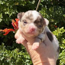 Chihuahua puppies from Exotic City Pomeranians and chihuahuas