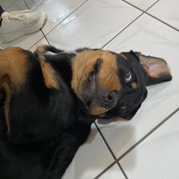 Rottweiler Puppies from Vom Gryphonberg
