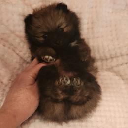 Pomeranian puppies from Sherlock’s Poms