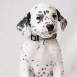 Dark Green - White and black male Dalmatian puppy in Cottage Grove, Oregon from Hidden Hills Dalmatians
