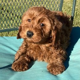 "Sparkler, female, available 6-30-22" Goldendoodle Puppies from OnlyGoldendoodles