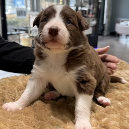 Red Girl 3 - White and red female Border Collie puppy in East Ellijay, Georgia from Nine Peaks Border Collies