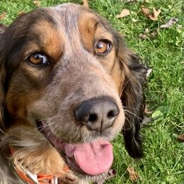 Peach - English Springer Spaniel