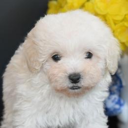 Snow Belle (AKC) - White female Poodle puppy in Rainbow City, Alabama from Misioh Poodles