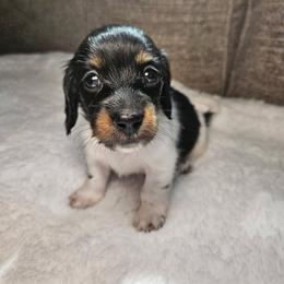 Sammi - Piebald female Dachshund puppy in Modesto, California from Cabrera Family Kennels