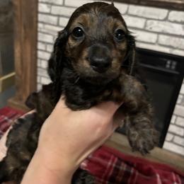 Dachshund Puppies from MI Dachshunds