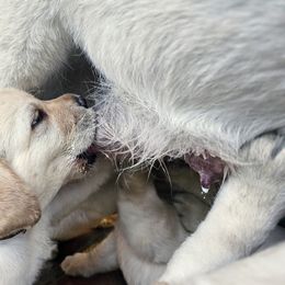 Labrador Retriever Puppies from Gabriel Ben-Yosef