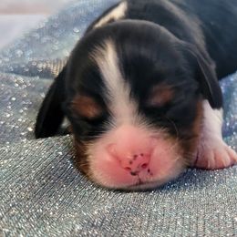 Boy 2 - Tri-color male Cavalier King Charles Spaniel puppy in Castorland, New York from Faithful Friends Cavaliers