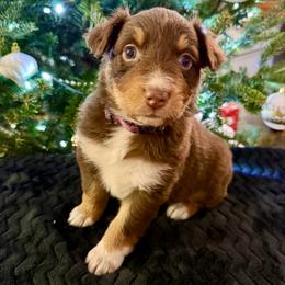 Francesca - Red tri-color female Australian Shepherd puppy in Blomkest, Minnesota from Meljestic Farms