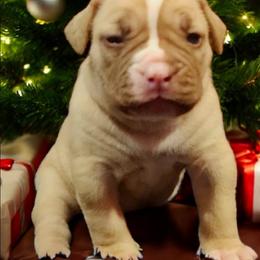 Girl 2 - Lilac tri-color female Bulldog puppy in Washington from Sun City Campeiro Bulldogs