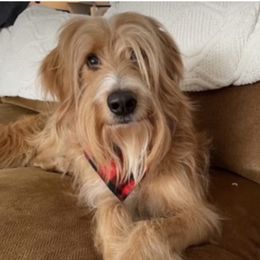 Sully - Goldendoodle