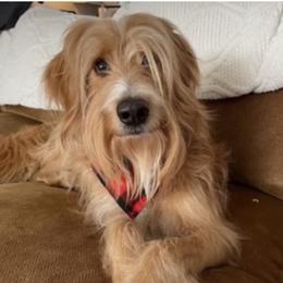 Sully - Goldendoodle