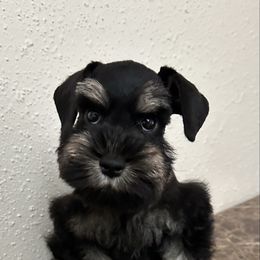 Titan - Black and silver Miniature Schnauzer puppy in San Antonio, Texas from Texas Blessed Schnauzers