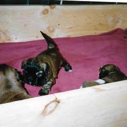 Shih Tzu Puppies from Shih Tzu Dreams Come True