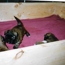 Shih Tzu Puppies from Shih Tzu Dreams Come True