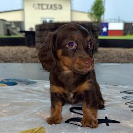 KitKat - Chocolate and tan female Dachshund puppy in Wichita Falls, Texas from D&A Doxie Belles