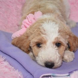 Bernedoodle and Goldendoodle Puppies from Above and Beyond Standards