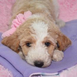 Bernedoodle and Goldendoodle Puppies from Above and Beyond Standards