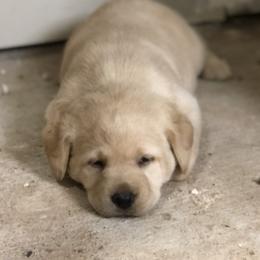 Dachshund and Labrador Retriever Puppies from Mountain Farm Dachshunds & English Labs