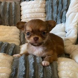 Penny - Chocolate female Chihuahua puppy in Red Bluff, California from Aye Chihuahua