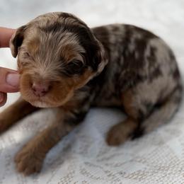 White collar boy - Chocolate merle male Bernedoodle puppy in Colorado Springs, Colorado from Mercy Mountain Bernedoodles