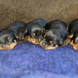 Rottweiler Puppies from Vom Jager Haus Rottweilers