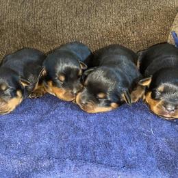 Rottweiler Puppies from Vom Jager Haus Rottweilers