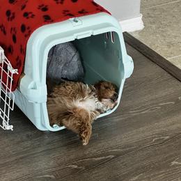 Cavapoo, Cockapoo, Goldendoodle, and Maltipoo Puppies from Perdue Puppies
