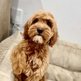 Goldendoodles from Willow Toldree Doodles