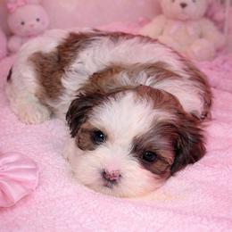 Jingle - Brindle and white female Shihpoo puppy in Hertford, North Carolina from Heaven Sent Shihpoo's