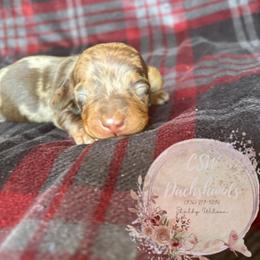 Dachshund Puppies from CSW Dachshunds
