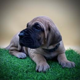 Fawn male - Fawn male Great Dane puppy in Grand Junction, Colorado from Top Brackett Danes