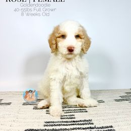 Rose - Apricot female Goldendoodle puppy in Southwest Ranches, Florida from Dandy Doodle Ranch