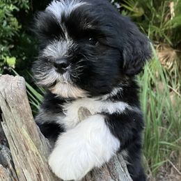 LM2 AKC FLORIDA MOM CHAMPION IMPORTED FINLAND - Black and tan male Lhasa Apso puppy in Bell, Florida from Maryann & Kandis
